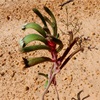 Kangaroo Paw - (Tentative) Bicolor subsp. extans 