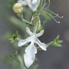 Grey Germander