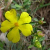 Grey Guinea-flower
