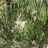 Hakea microcarpa