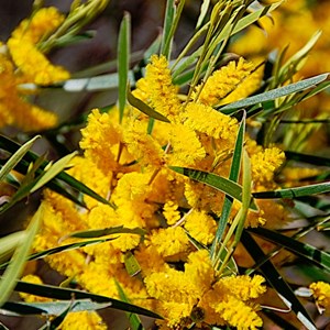 Acacia acuminata