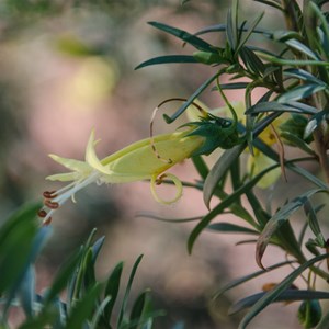 Eremophila maculata subs. maculata