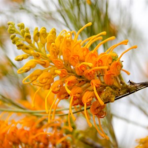 Honeysuckle Oak or Spider Flower, Desert Grevillea