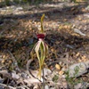 Clubbed Spider Orchid