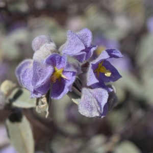 Keraudrenia