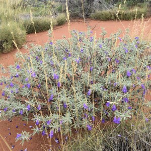 Eremophila