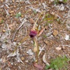 Karri Spider Orchid