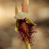 Calochilus stramenicola  Wandoo Beard Orchid