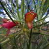 Eremophila oldfieldii subsp. angustifolia