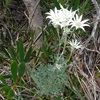 Flannel Flower