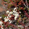 Narrow leaved Red Mallee