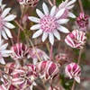 pink flannel flower