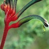 kangaroo paw