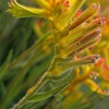 Kangaroo Paw - Yellow