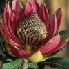 Waratah