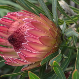Protea Pink Ice