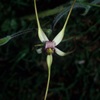 Daddy Long Legs Orchid