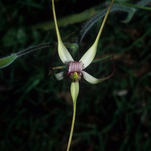 Daddy Long Legs Orchid