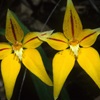 Cowslip Orchid