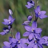 Dotted Sun Orchid 