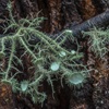 lichen  