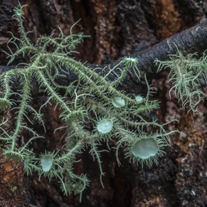 lichen  