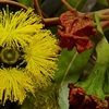 Eucalyptus erythrocorys