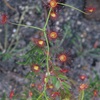 Rainbow sun dew 