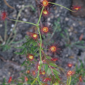 Rainbow sun dew 