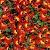 Red Lechenaultia