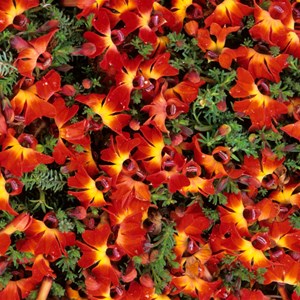 Red Lechenaultia