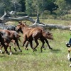 Corryong Muster