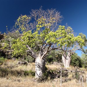 Boabs in Judbarra