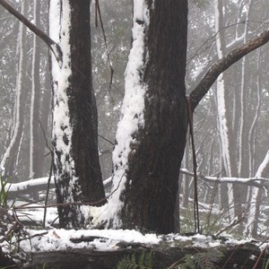 Snow coated gums