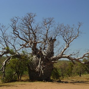 Police Tree 