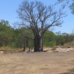 Leafless boab Sept 05