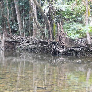 Emmagen Creek, Bloomfield Track