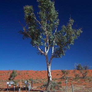 Madigan's Camp 16 Blaze Tree