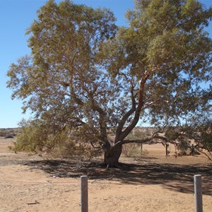 Lone Gum Tree