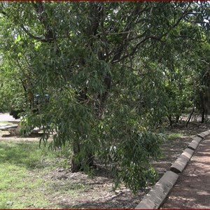 Mamukala Wetlands and Bird Hide