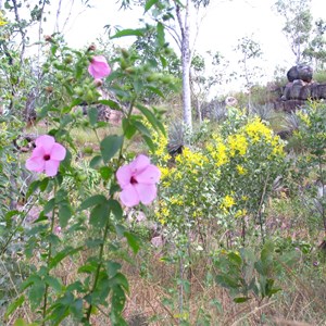 Yellow wattle flowers