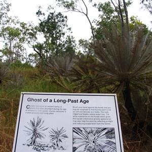 Silver cycads along the walk