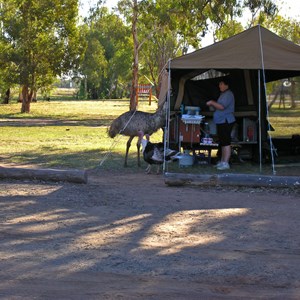 Nyngan