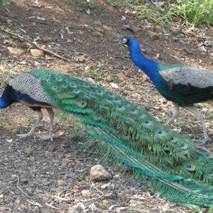 Cunninghams Gap  