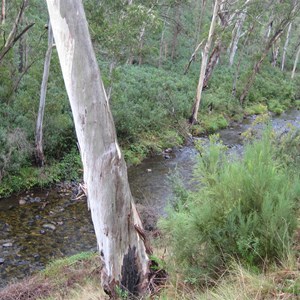 Yarrangobilly Caves