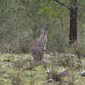 Two very wet roos