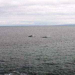 Humpback whales