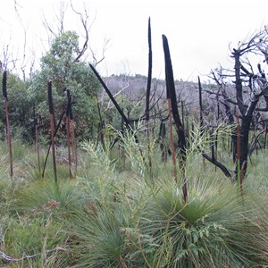 Grass trees regenerating