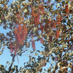 Tanami Desert