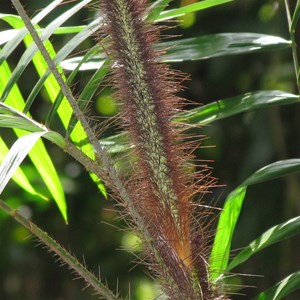 Mossman Gorge